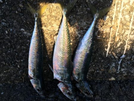 アジ釣れず終了